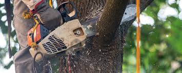 Lawson Heights, PA Tree Care Company