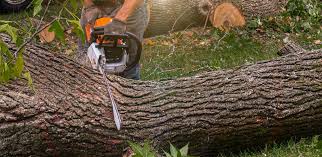 Best Lawn Maintenance Plans  in Lawson Heights, PA