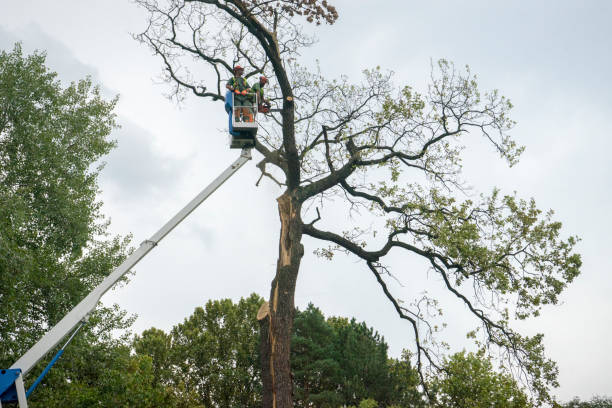 How Our Tree Care Process Works  in  Lawson Heights, PA